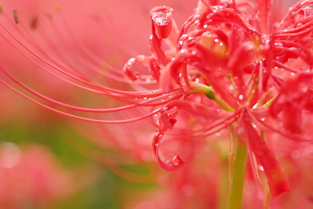 埼玉県幸手市の権現堂の曼珠沙華まつり