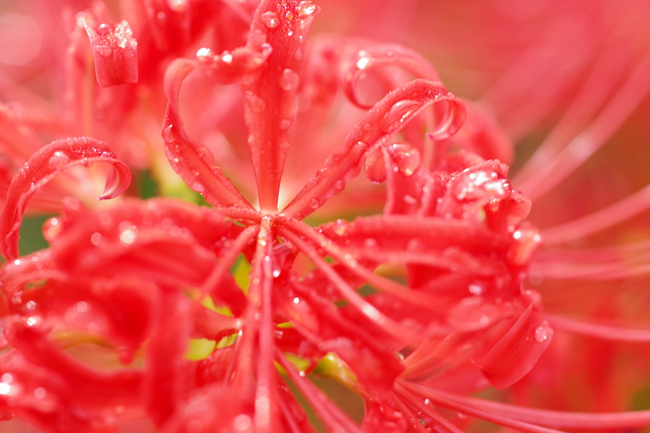 埼玉県幸手市の権現堂の曼珠沙華まつり