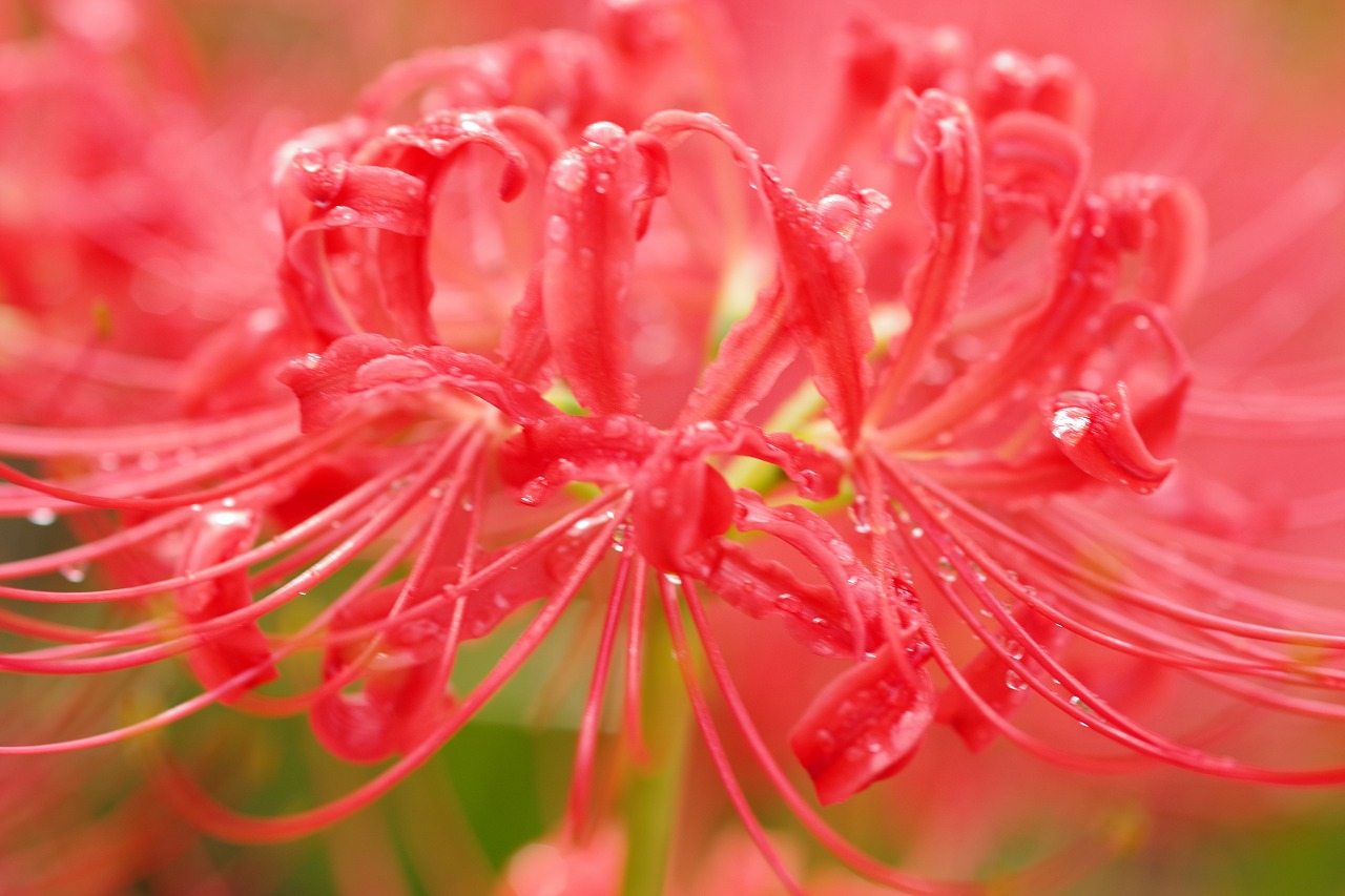 埼玉県幸手市の権現堂の曼珠沙華まつり