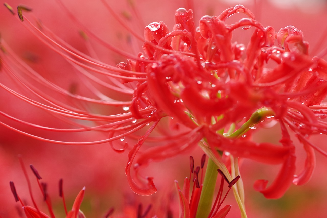 埼玉県幸手市の権現堂の曼珠沙華まつり