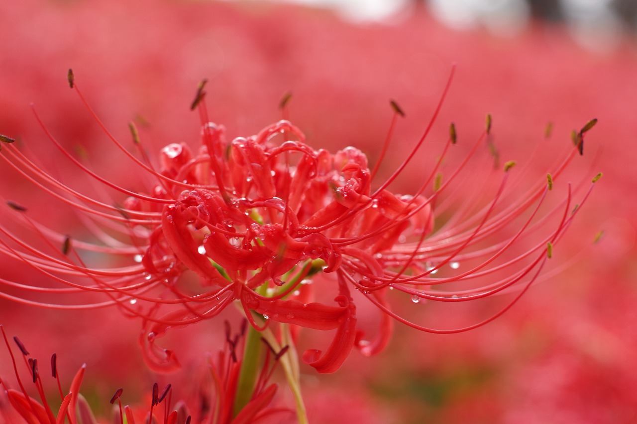 埼玉県幸手市の権現堂の曼珠沙華まつり