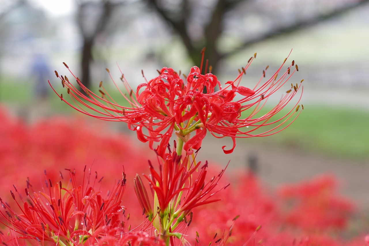 埼玉県幸手市の権現堂の曼珠沙華まつり