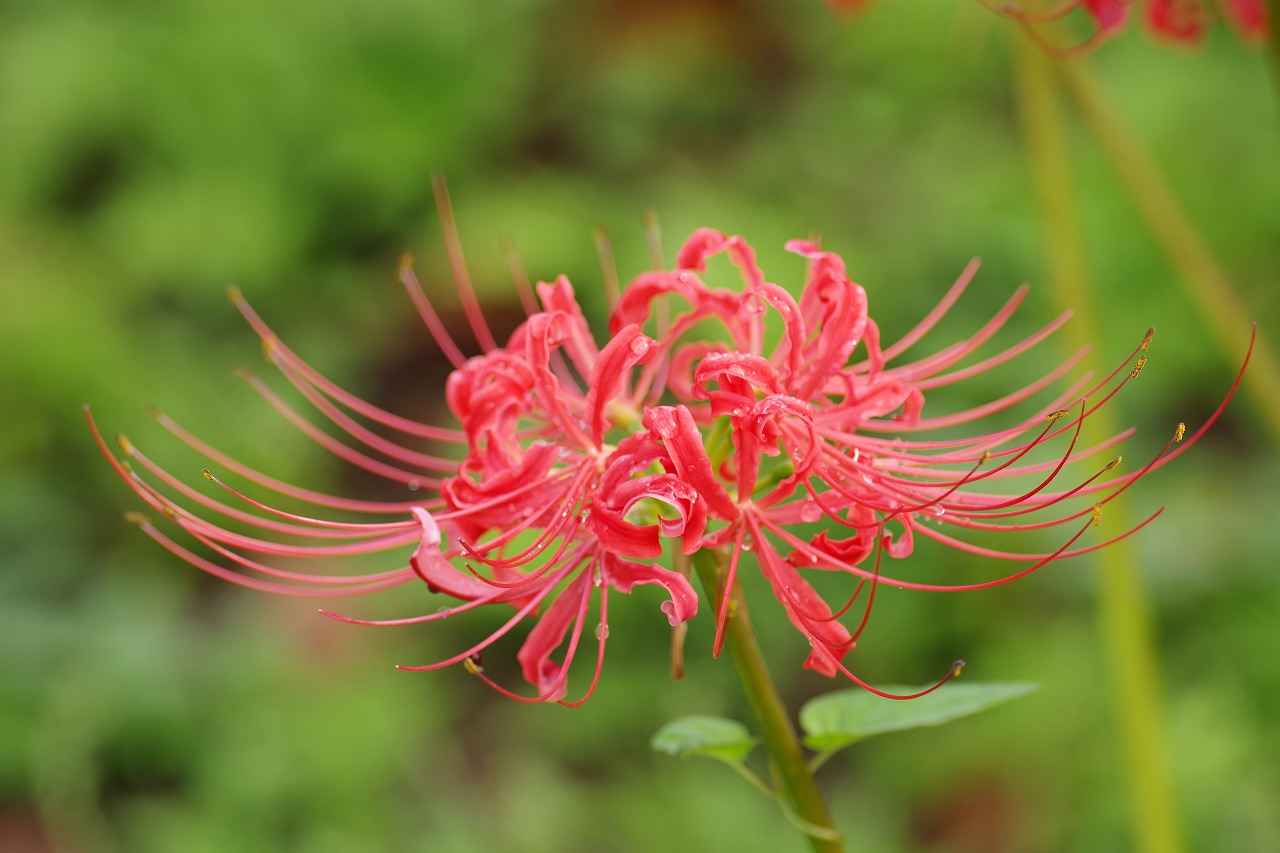 埼玉県幸手市の権現堂の曼珠沙華まつり
