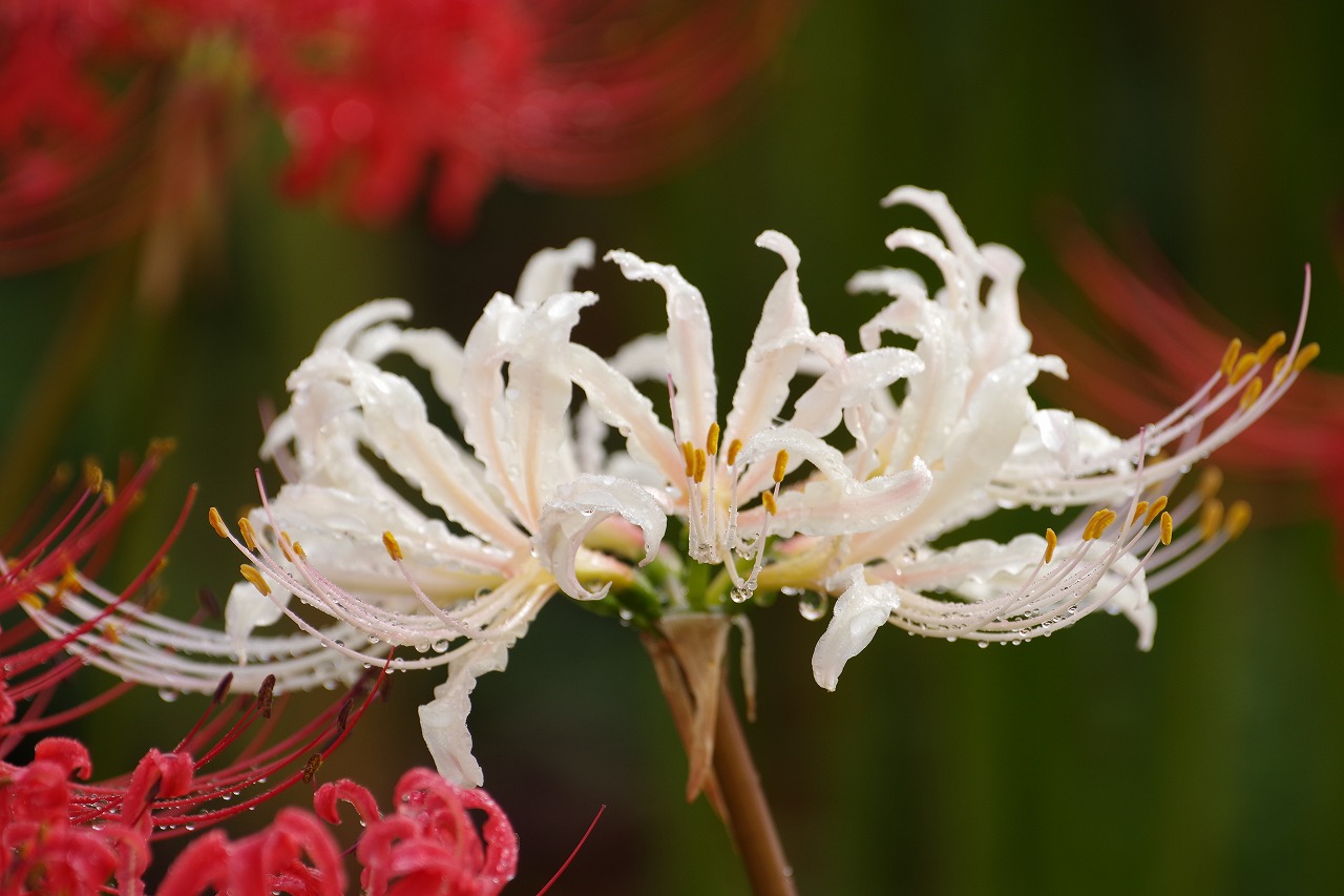 埼玉県幸手市の権現堂の曼珠沙華まつり