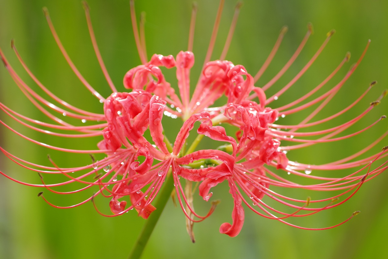 埼玉県幸手市の権現堂の曼珠沙華まつり