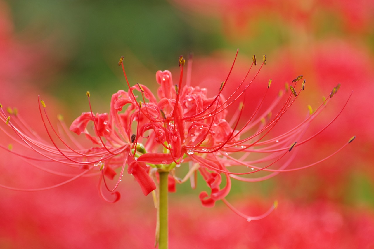 埼玉県幸手市の権現堂の曼珠沙華まつり