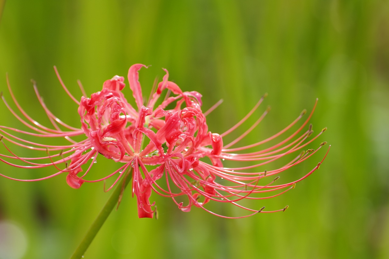 埼玉県幸手市の権現堂の曼珠沙華まつり