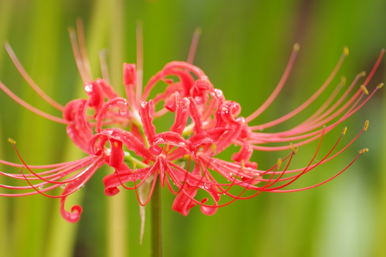 埼玉県幸手市の権現堂の曼珠沙華まつり
