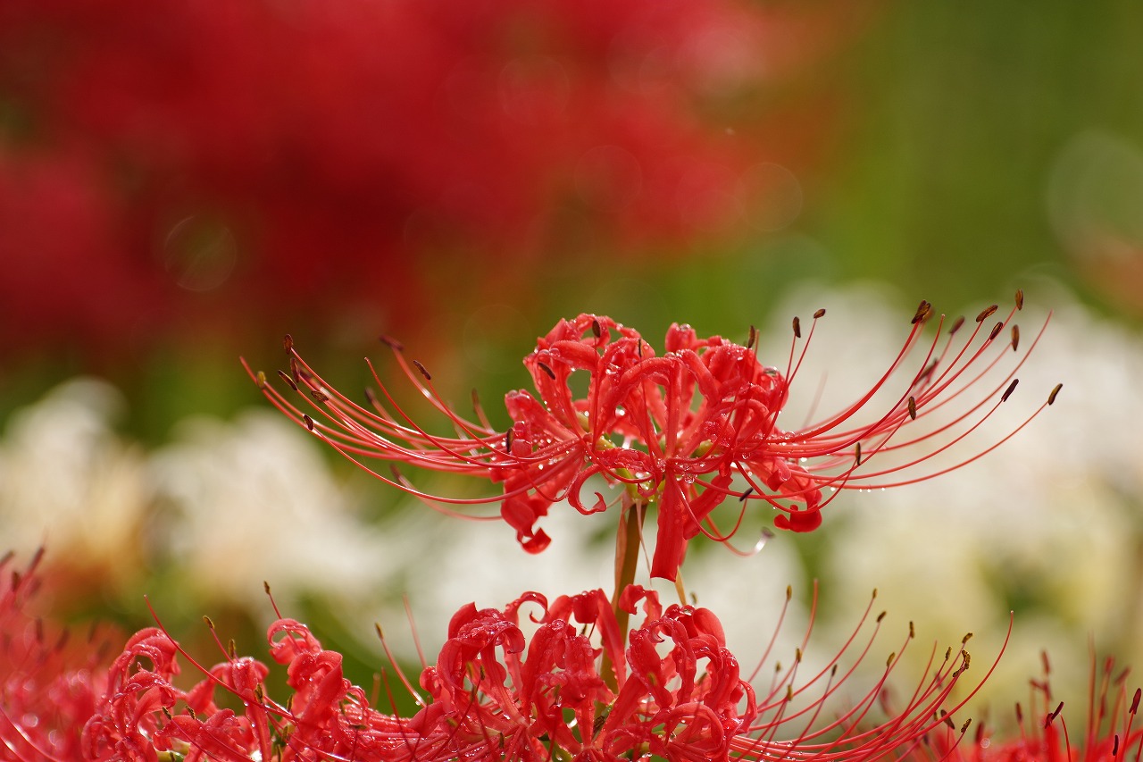 埼玉県幸手市の権現堂の曼珠沙華まつり