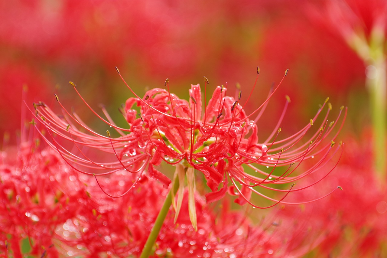 埼玉県幸手市の権現堂の曼珠沙華まつり