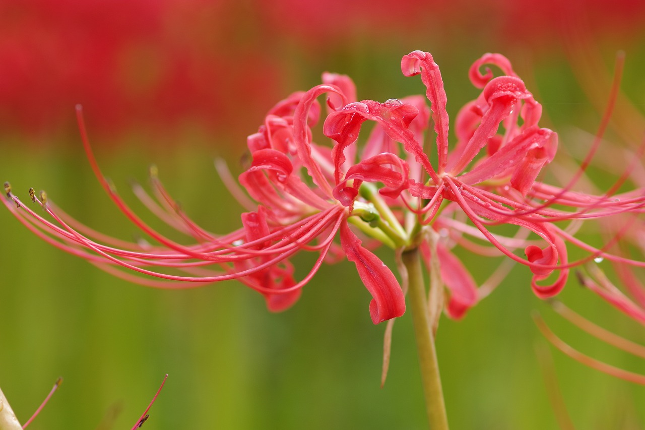 埼玉県幸手市の権現堂の曼珠沙華まつり