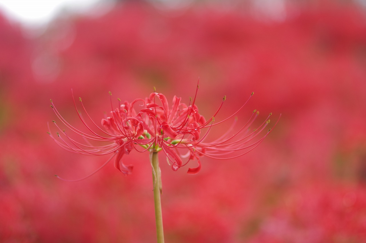 埼玉県幸手市の権現堂の曼珠沙華まつり