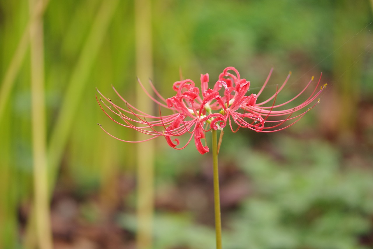 埼玉県幸手市の権現堂の曼珠沙華まつり