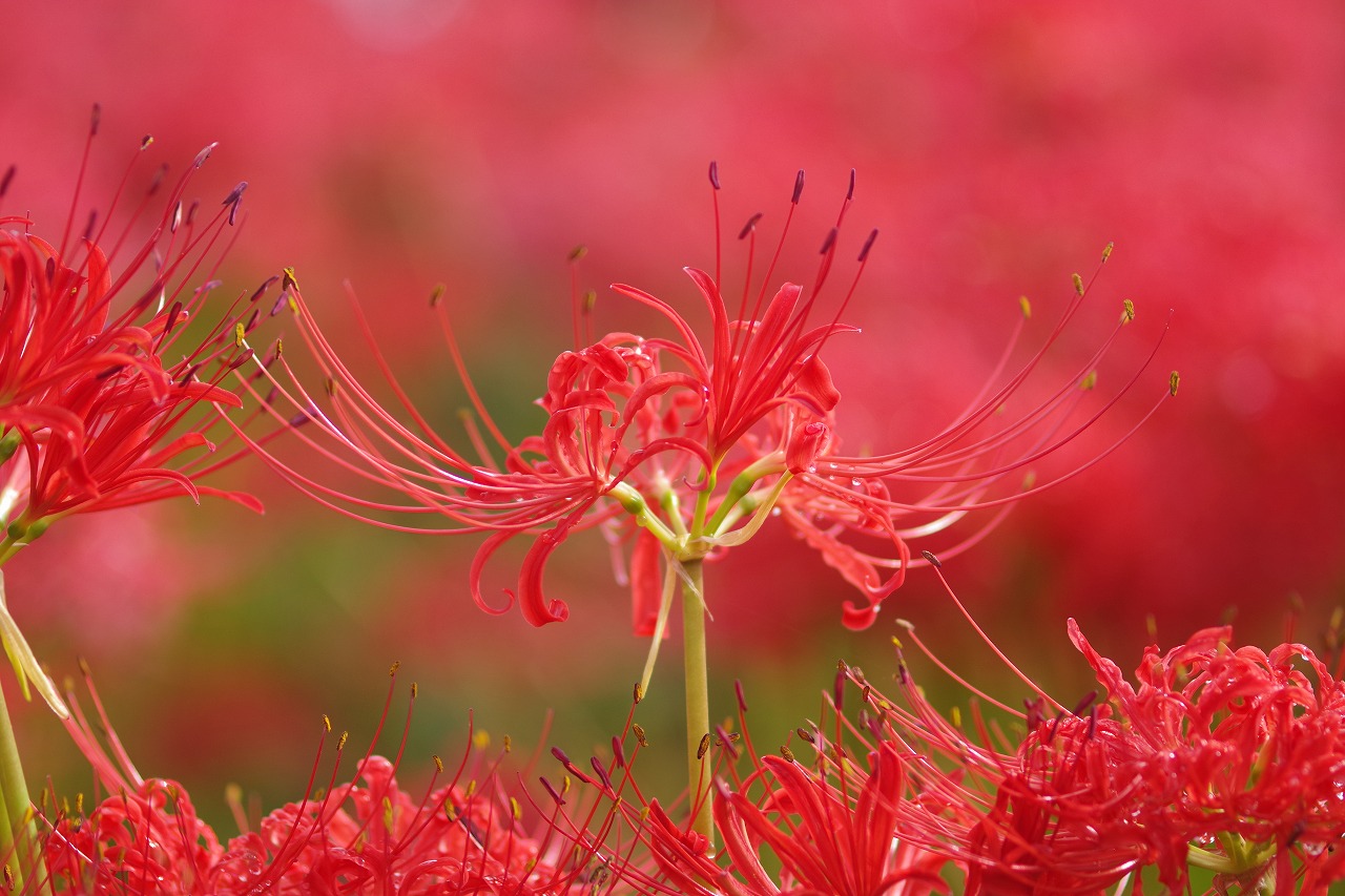 埼玉県幸手市の権現堂の曼珠沙華まつり