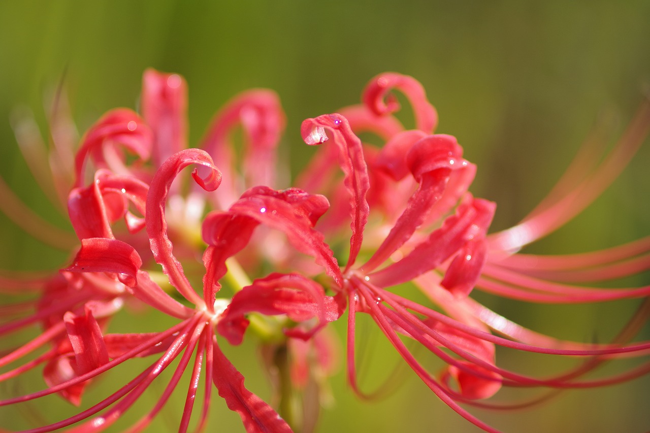 埼玉県幸手市の権現堂の曼珠沙華まつり