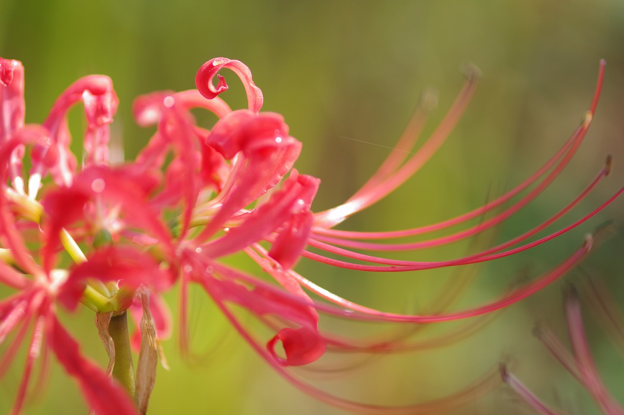 埼玉県幸手市の権現堂の曼珠沙華まつり