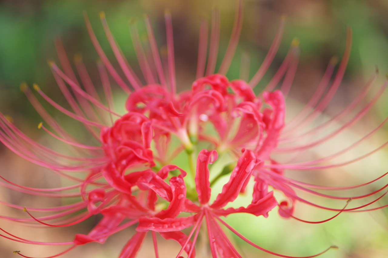 埼玉県幸手市の権現堂の曼珠沙華まつり