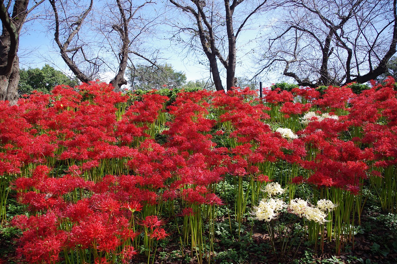 埼玉県幸手市の権現堂の曼珠沙華まつり