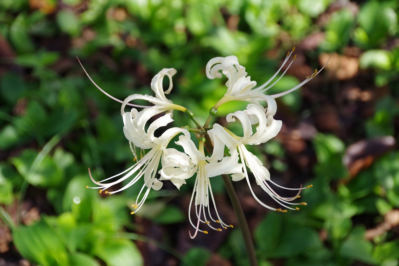 埼玉県幸手市の権現堂の曼珠沙華まつり