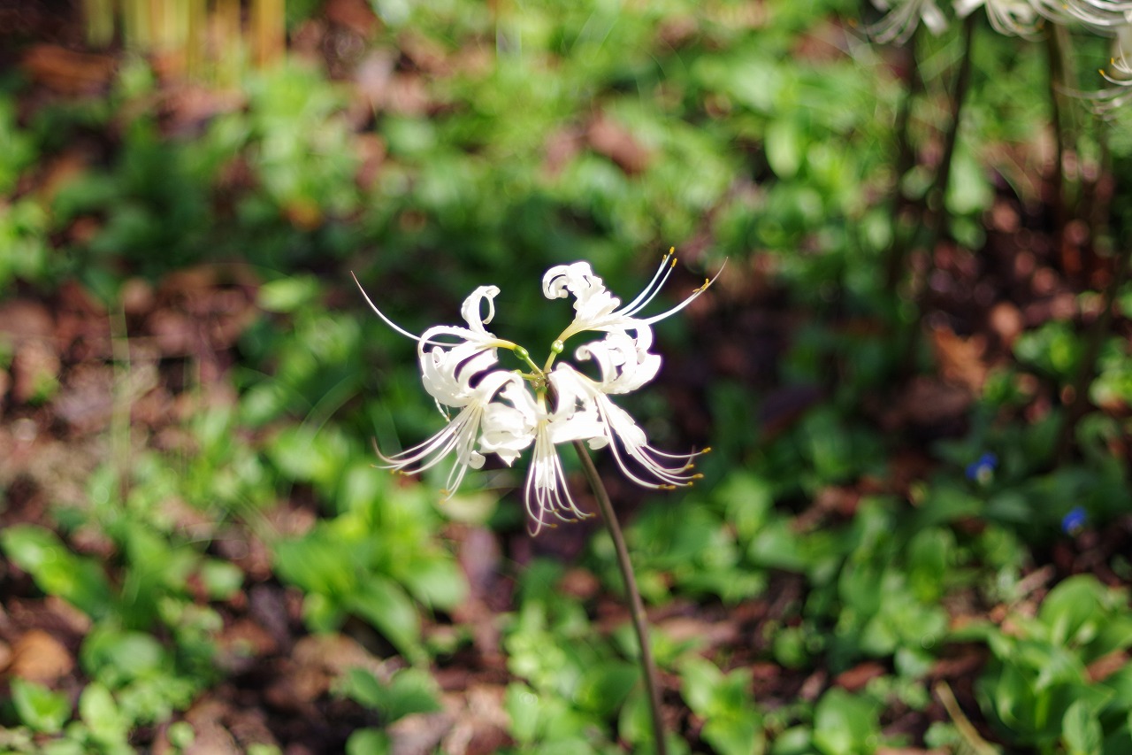 埼玉県幸手市の権現堂の曼珠沙華まつり
