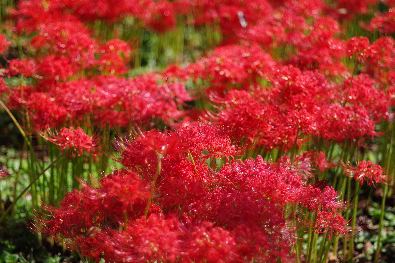 埼玉県幸手市の権現堂の曼珠沙華まつり