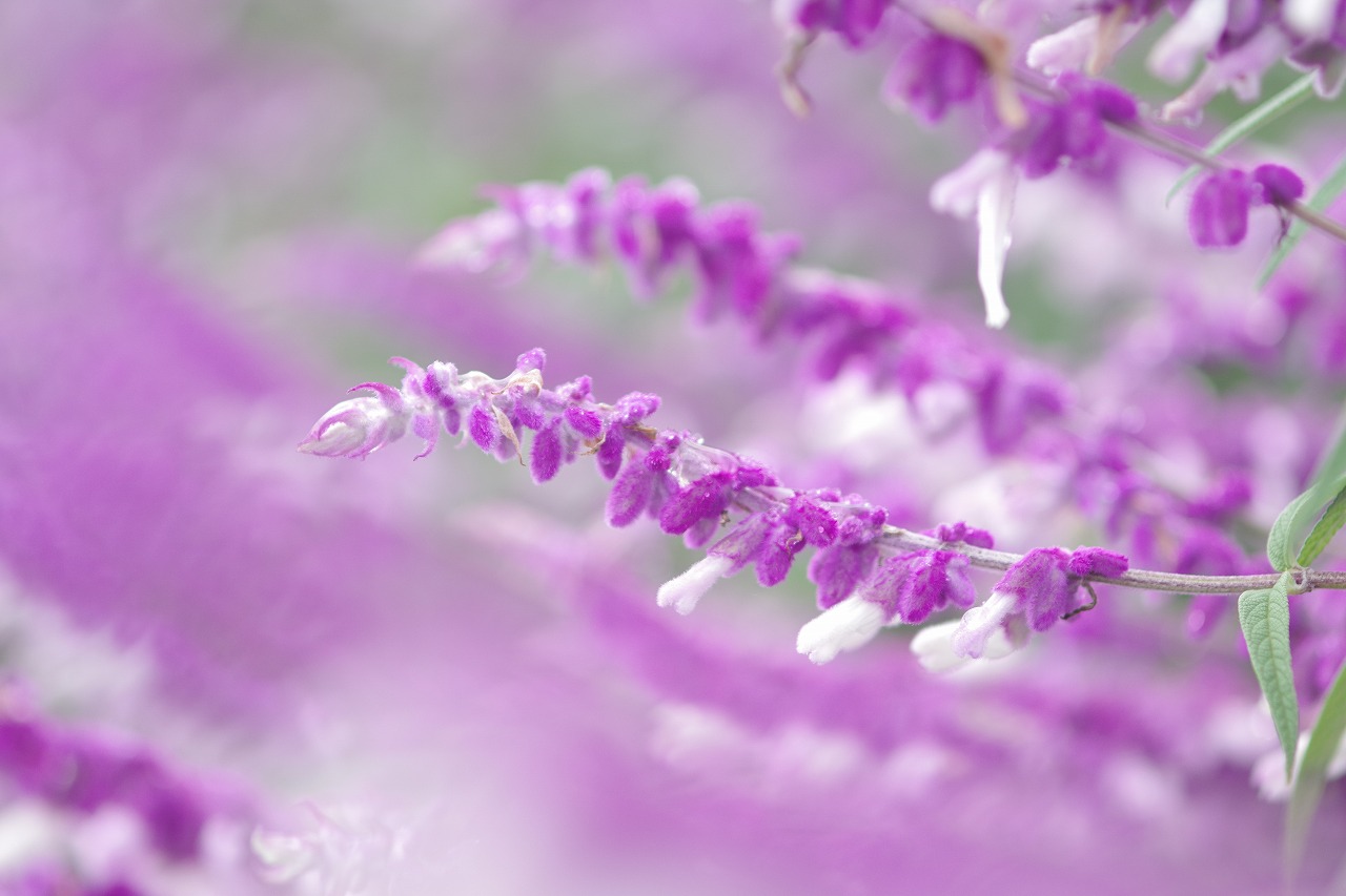 群馬県前橋市の群馬フラワーパーク