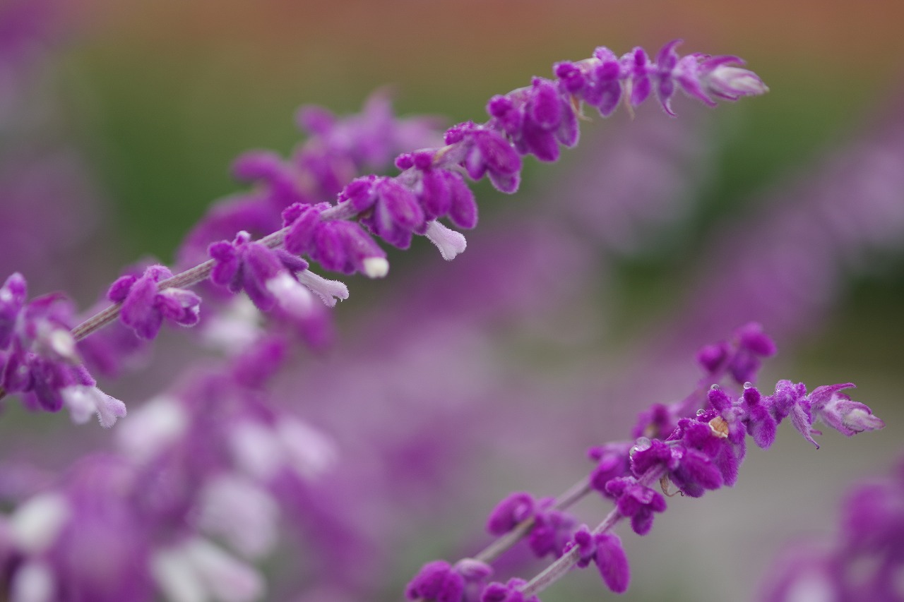 群馬県前橋市の群馬フラワーパーク