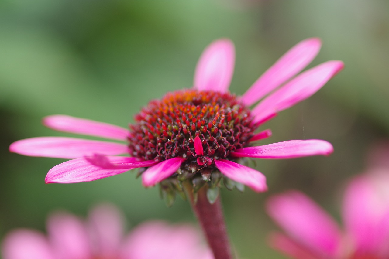 群馬県前橋市の群馬フラワーパーク