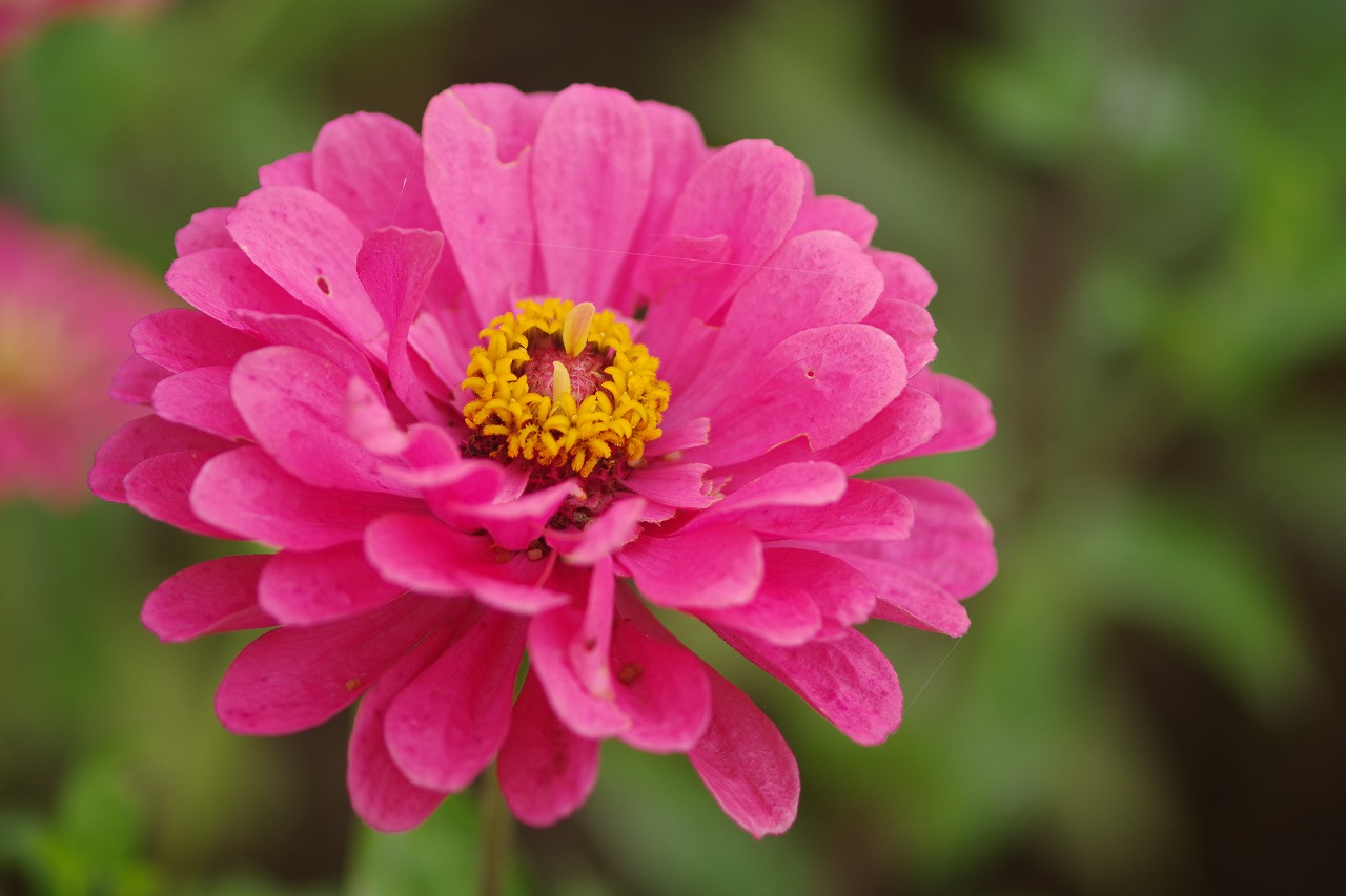 群馬県前橋市の群馬フラワーパーク