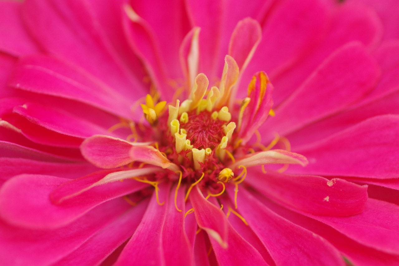 群馬県前橋市の群馬フラワーパーク