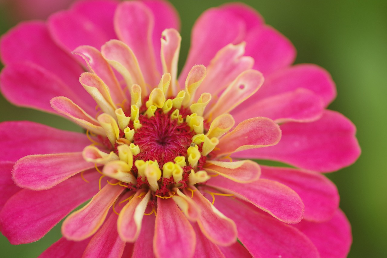 群馬県前橋市の群馬フラワーパーク