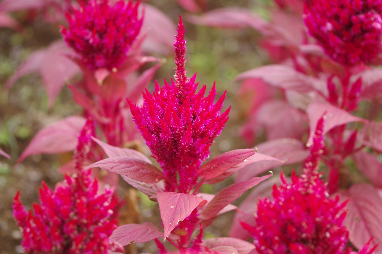 群馬県前橋市の群馬フラワーパーク