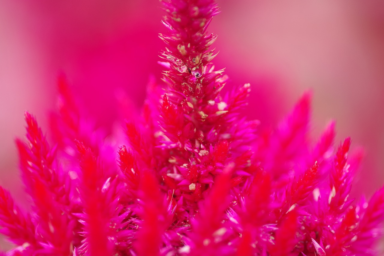 群馬県前橋市の群馬フラワーパーク