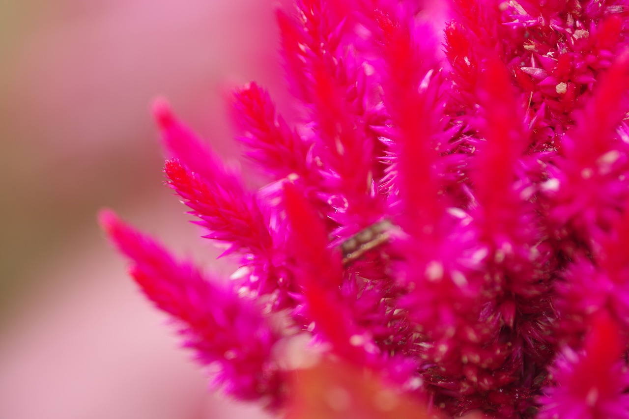 群馬県前橋市の群馬フラワーパーク