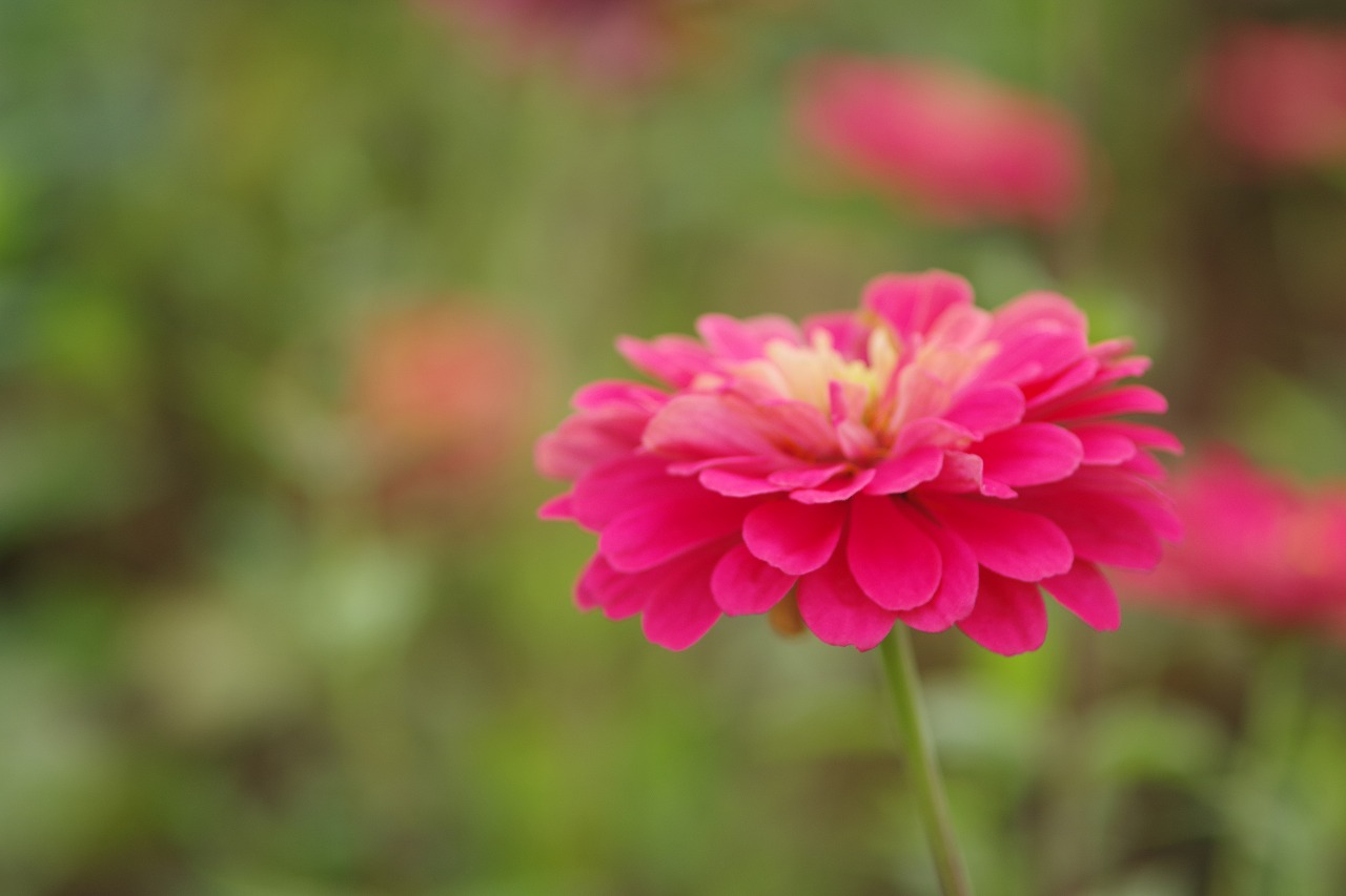 群馬県前橋市の群馬フラワーパーク