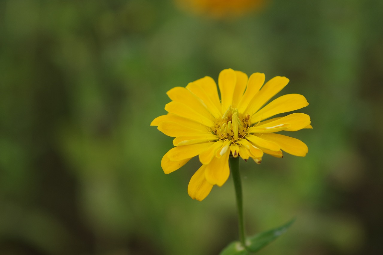 群馬県前橋市の群馬フラワーパーク