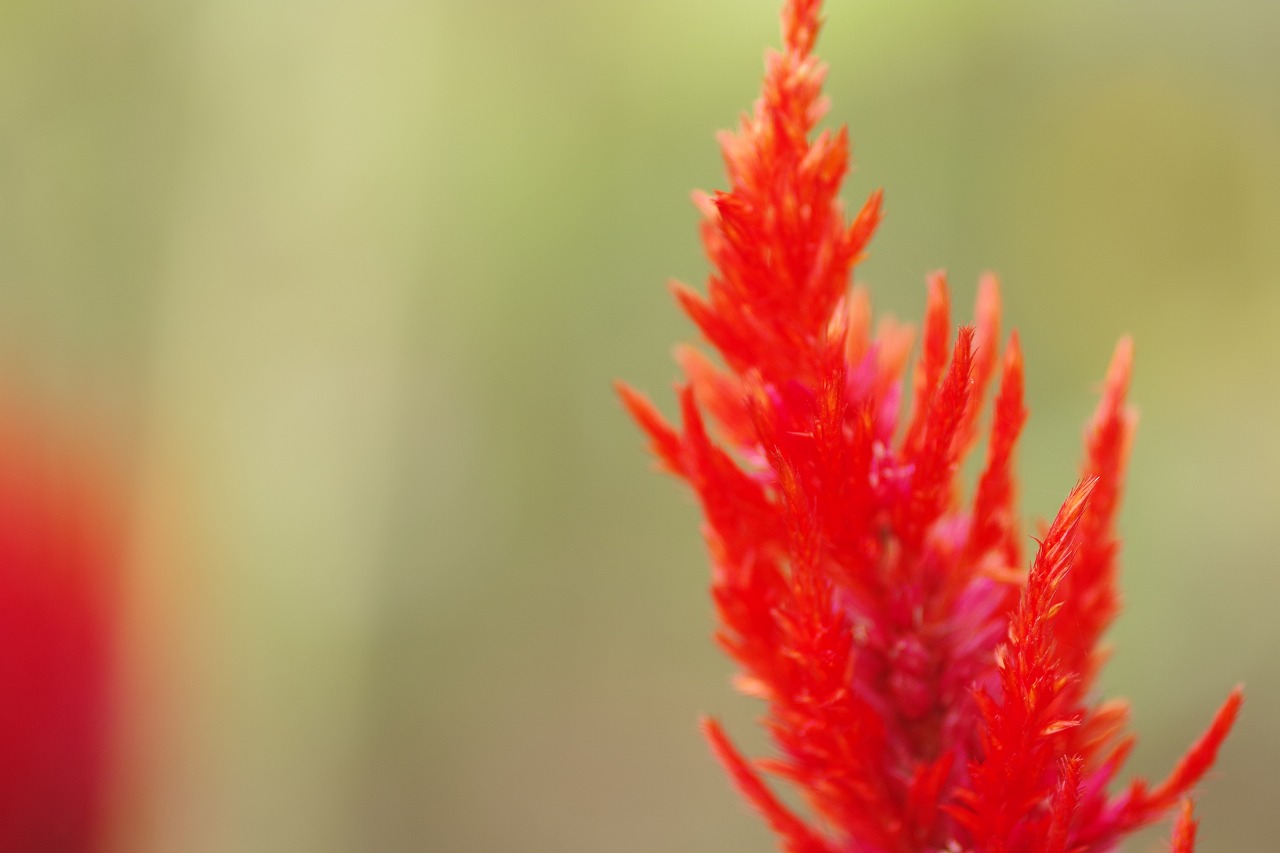 群馬県前橋市の群馬フラワーパーク