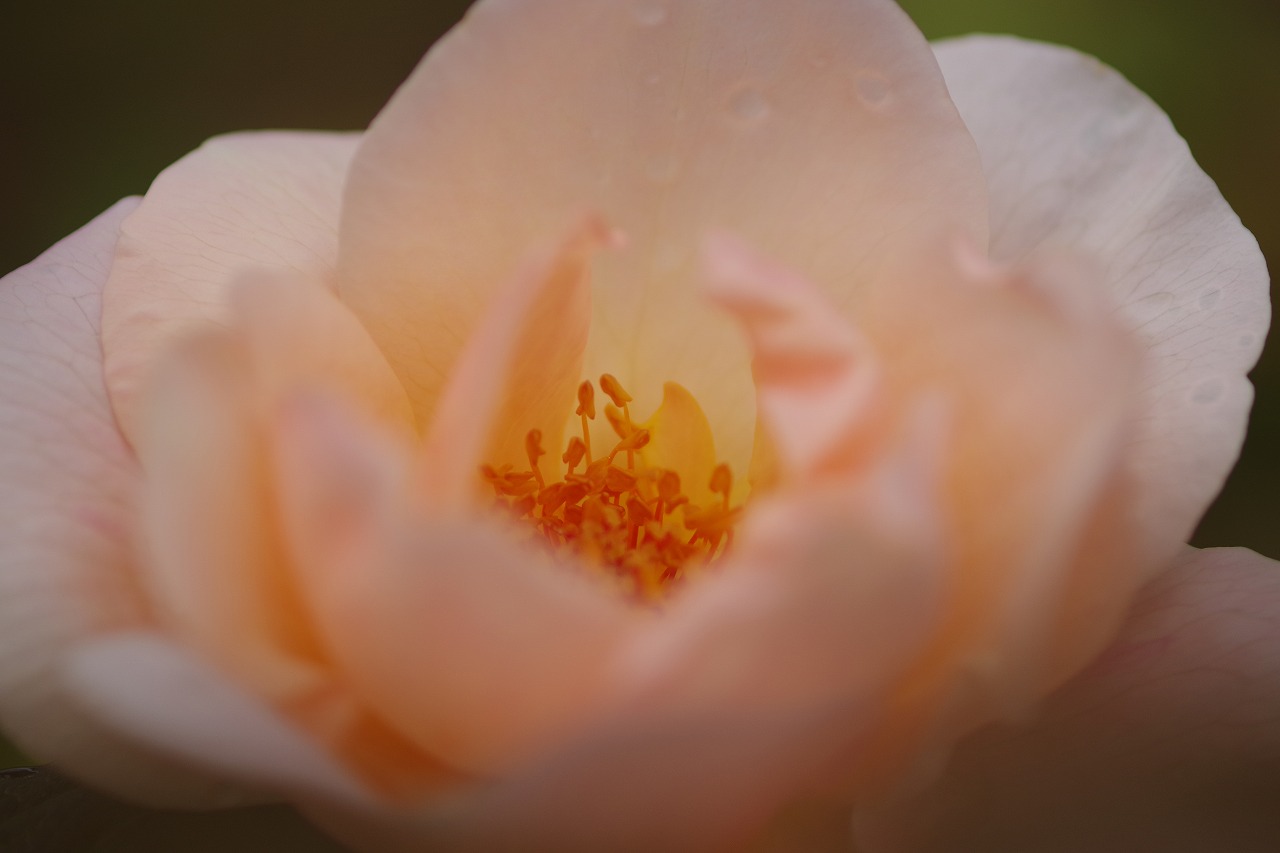 群馬県前橋市の群馬フラワーパーク