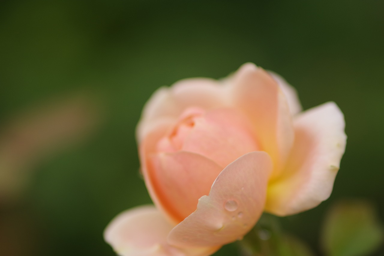 群馬県前橋市の群馬フラワーパーク