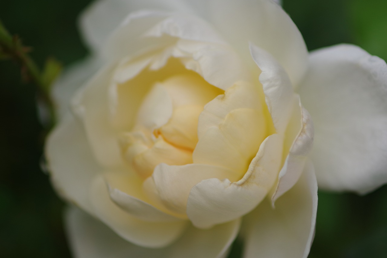 群馬県前橋市の群馬フラワーパーク