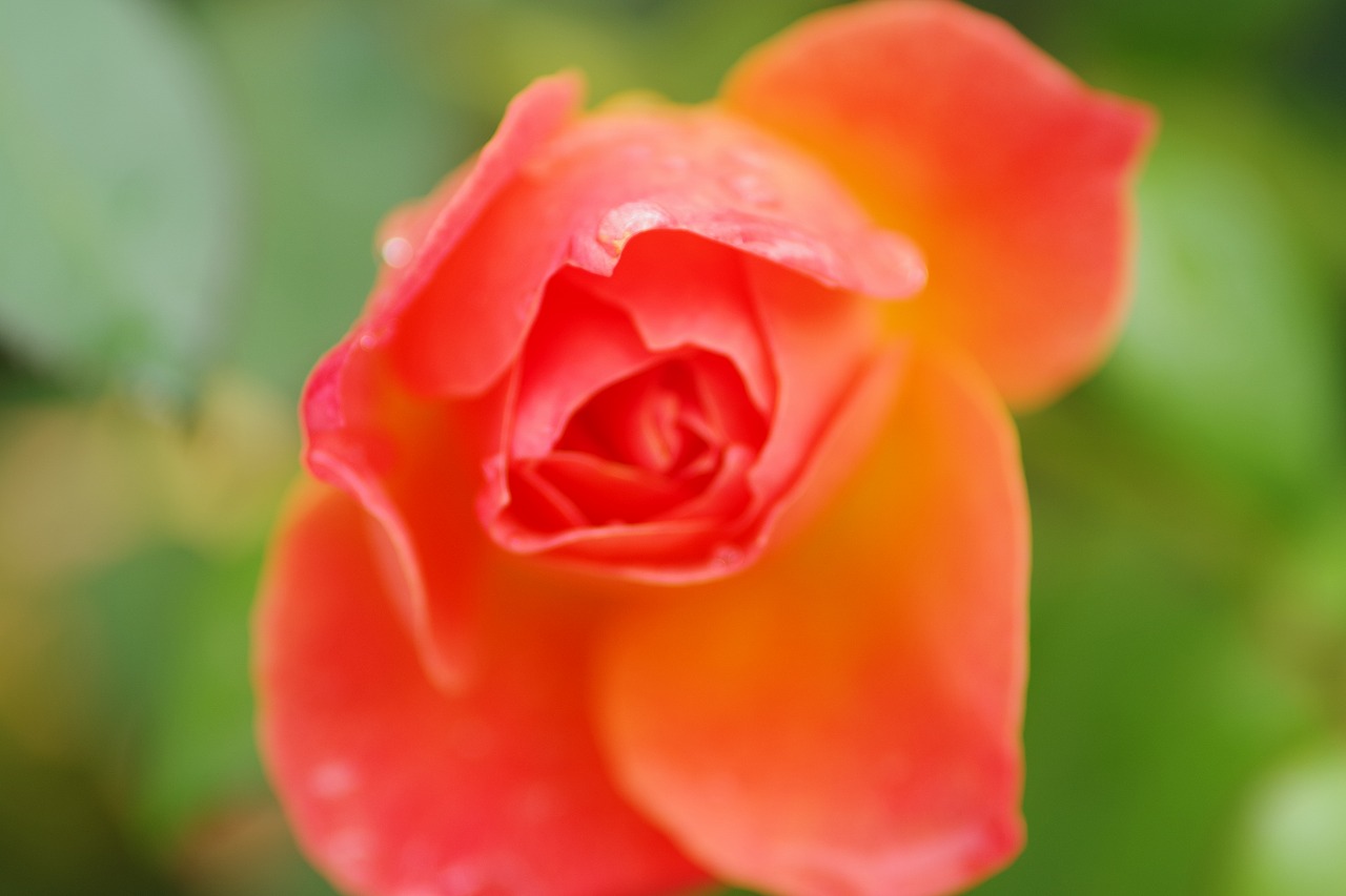 群馬県前橋市の群馬フラワーパーク