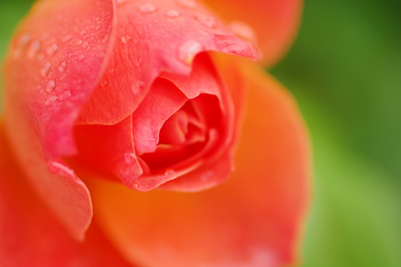 群馬県前橋市の群馬フラワーパーク