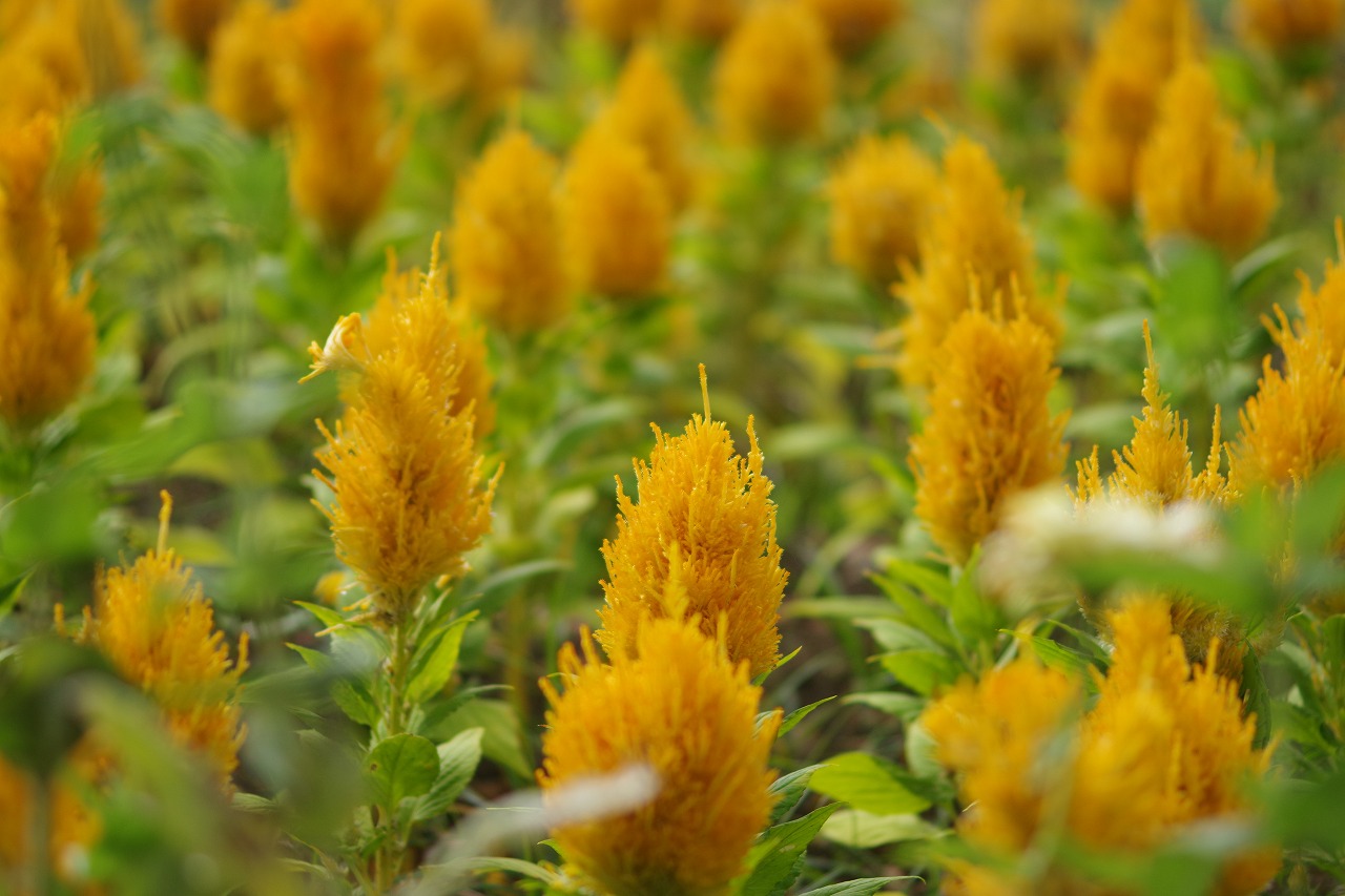群馬県前橋市の群馬フラワーパーク