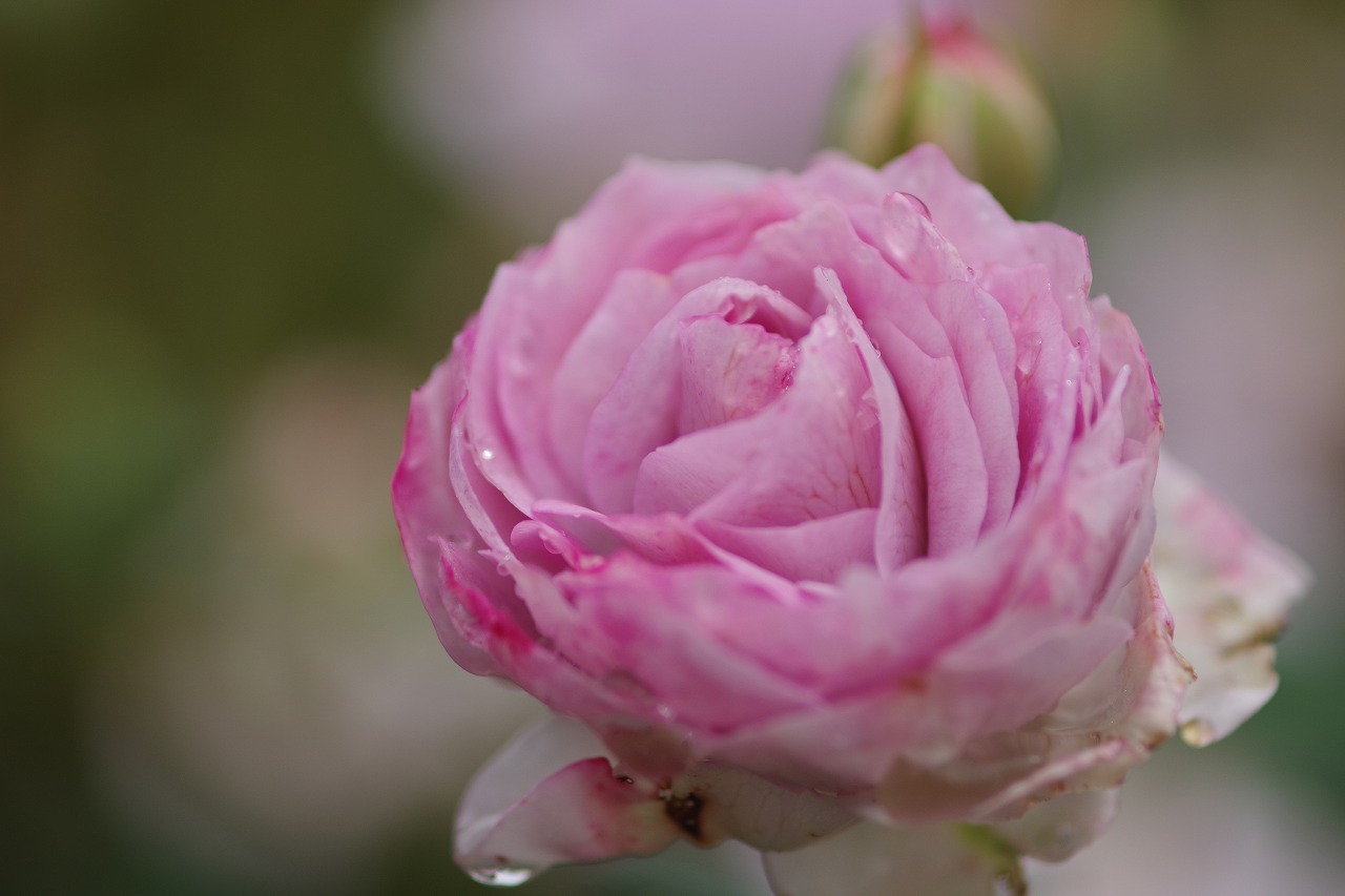 群馬県前橋市の群馬フラワーパーク