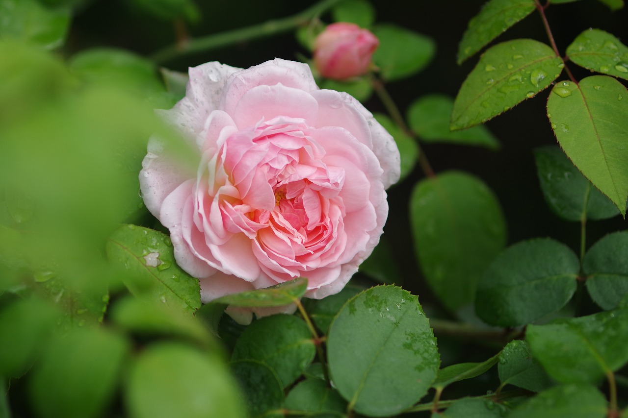 群馬県前橋市の群馬フラワーパーク