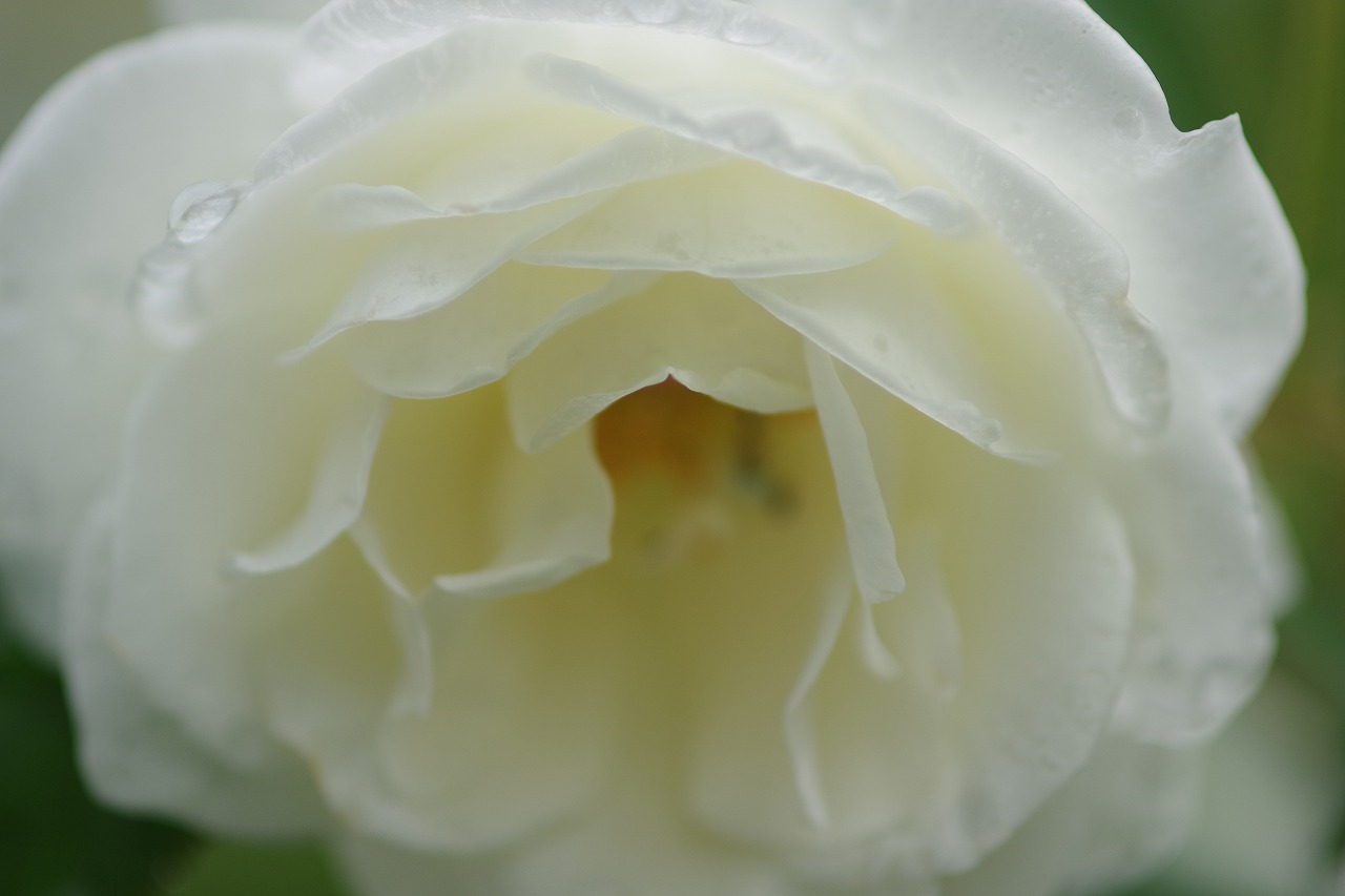 群馬県前橋市の群馬フラワーパーク