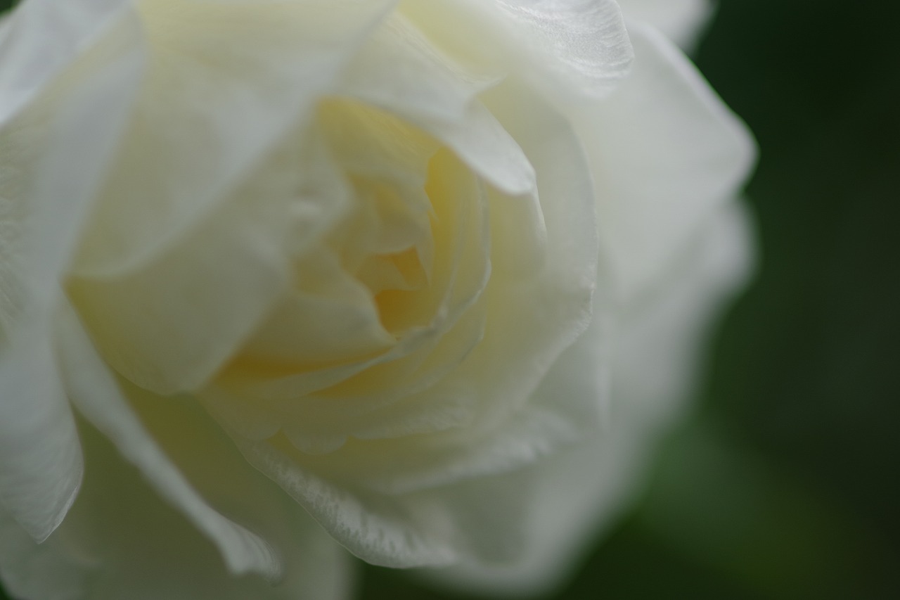群馬県前橋市の群馬フラワーパーク