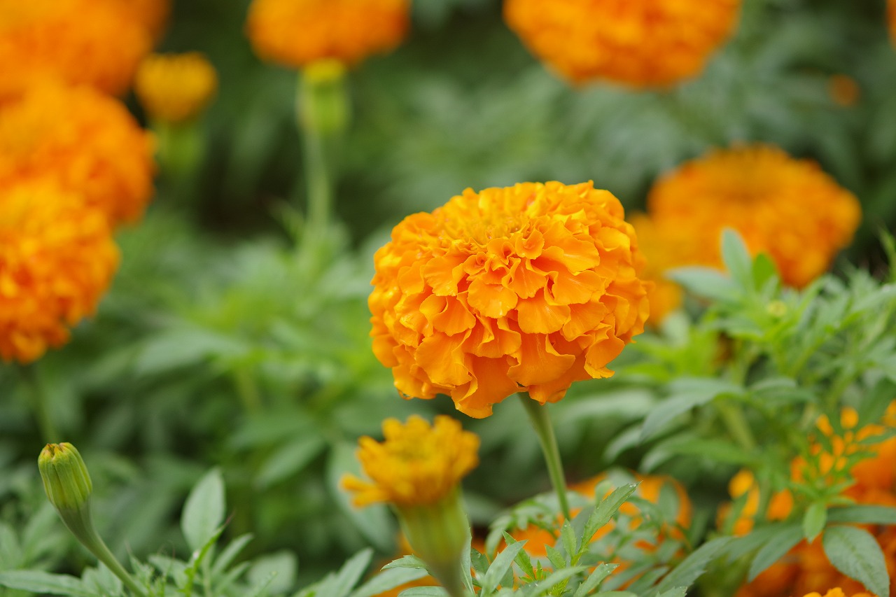 群馬県前橋市の群馬フラワーパーク
