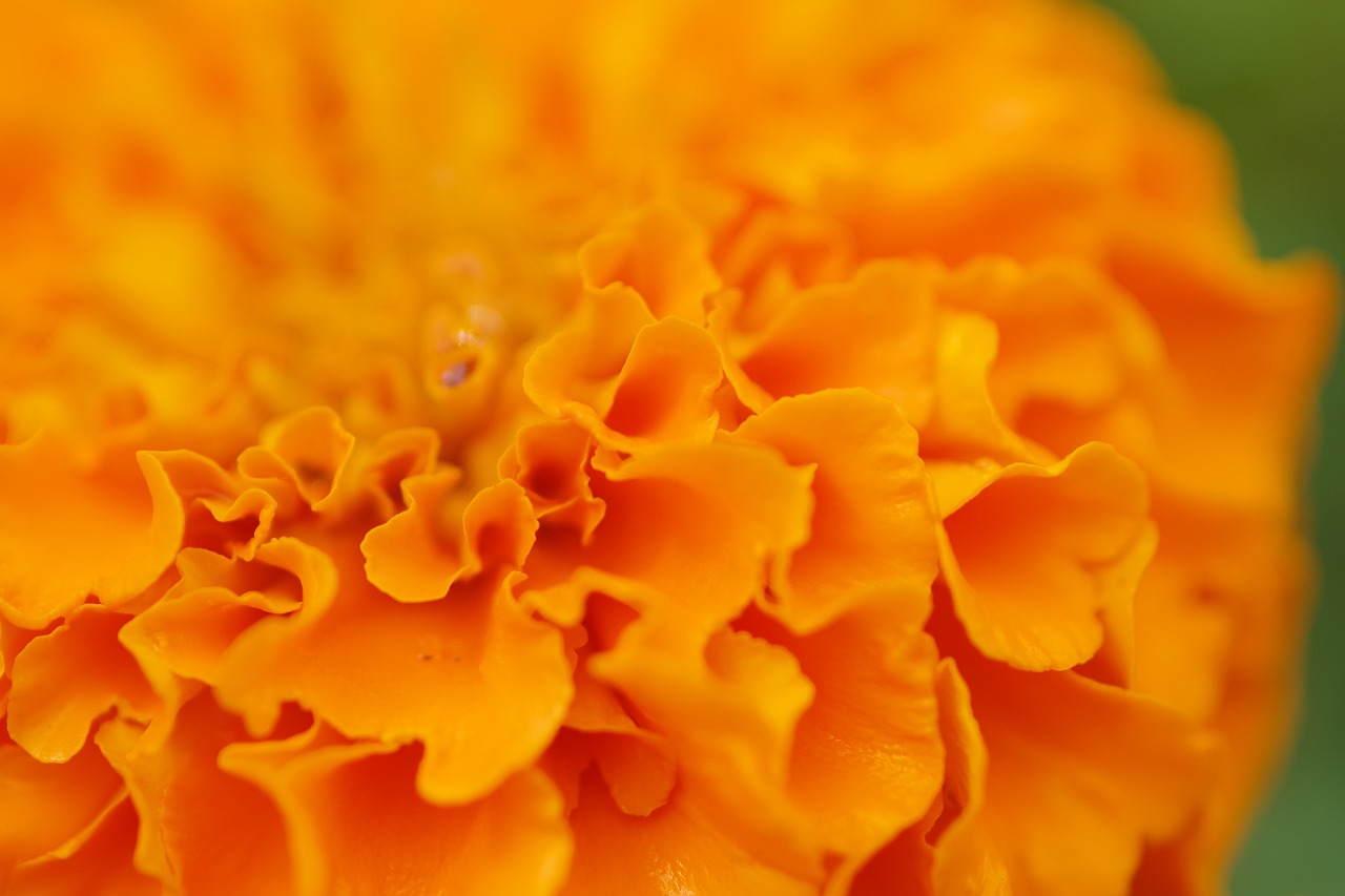 群馬県前橋市の群馬フラワーパーク