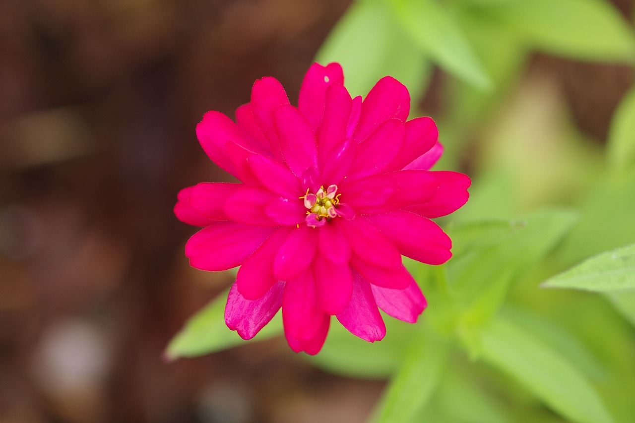 群馬県前橋市の群馬フラワーパーク